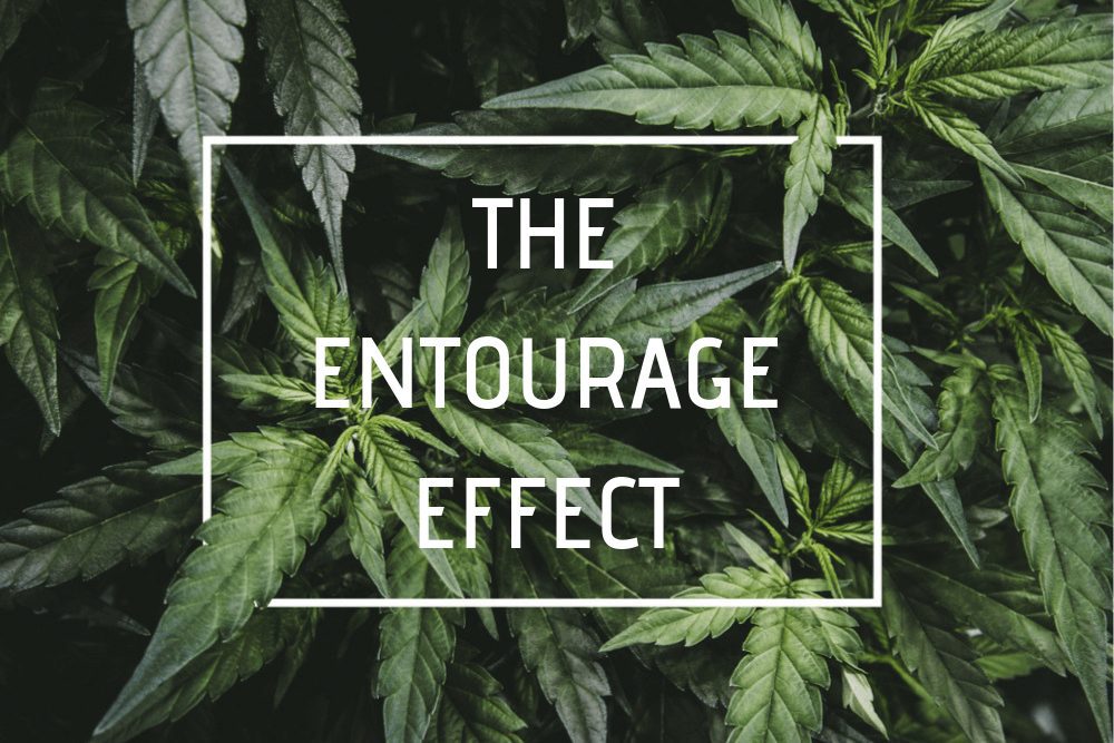 CBD oil and the Entourage Effect