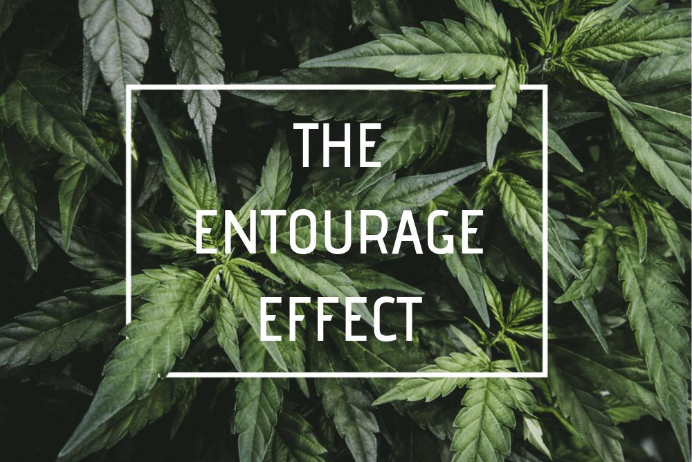 CBD oil and the Entourage Effect