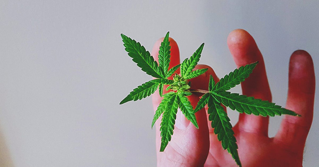 Cannabichromene: What is it, and does it have benefits?