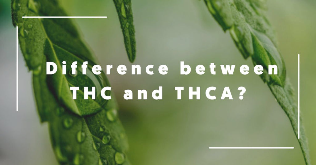Difference between THC and THCA