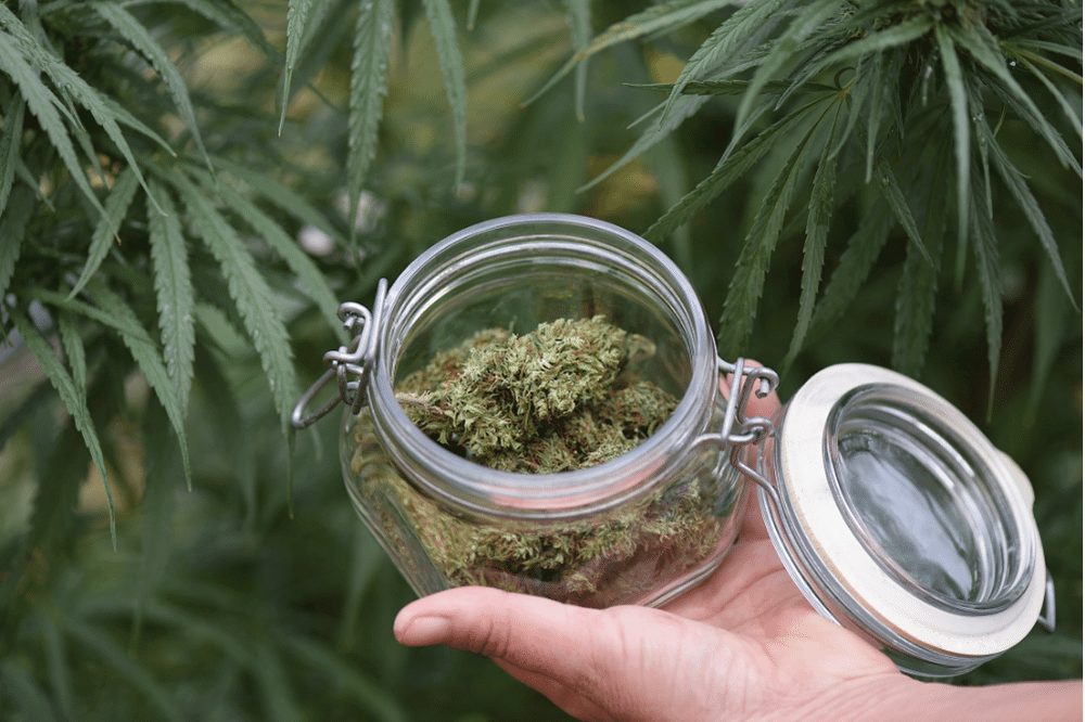 CBD Flowers: what are they and are they legal in the UK?