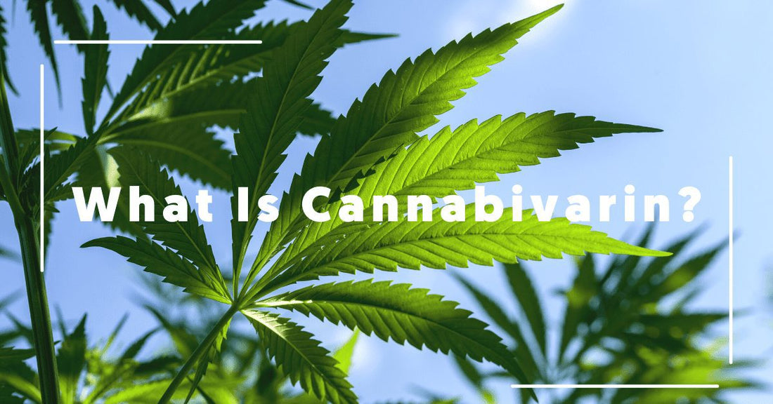 What Is Cannabivarin?