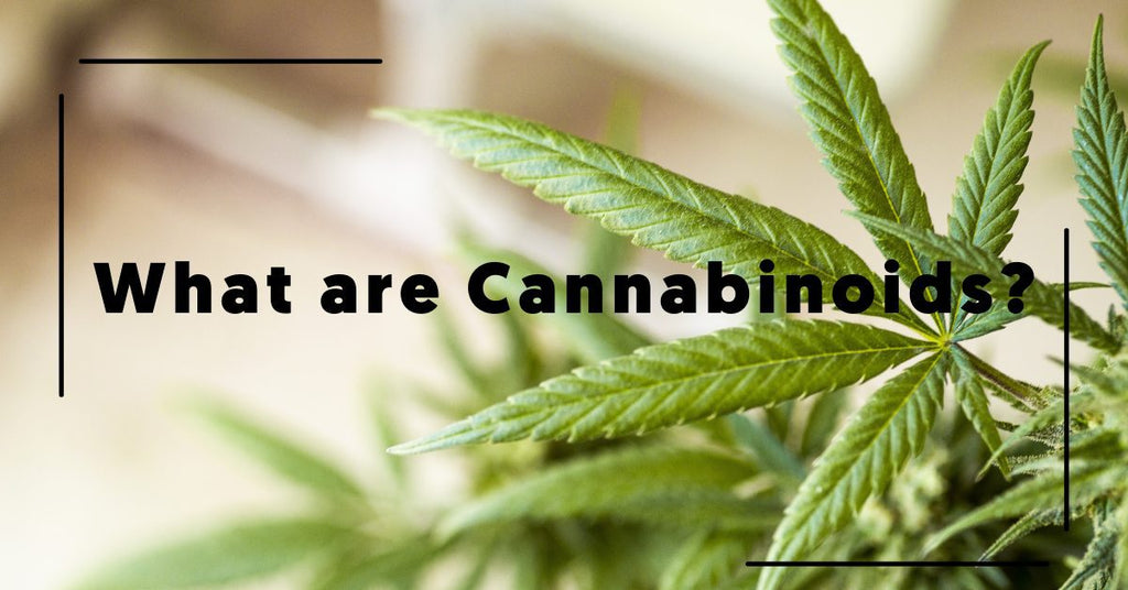 A guide to cannabinoids