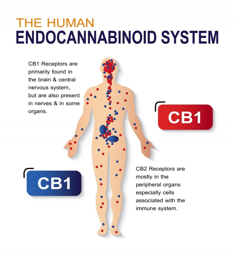 The Endocannabinoid System (ECS)