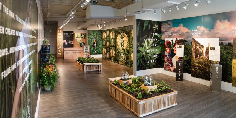 Charlotte’s Web CBD Oil UK: Our Top 6 Picks