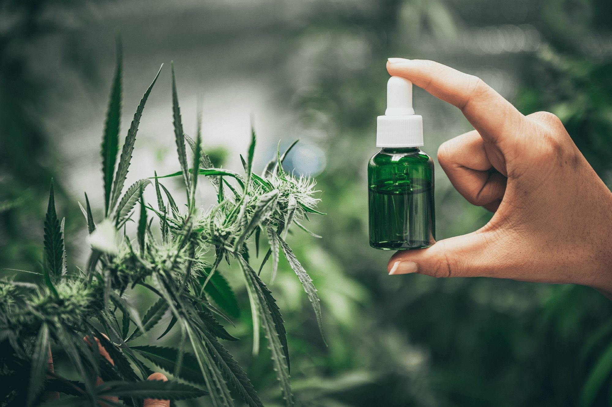 Can you overdose on CBD oil?