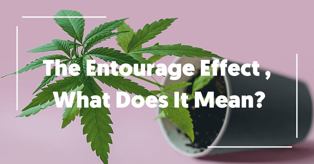 The Entourage Effect and CBD, What Does It Mean?