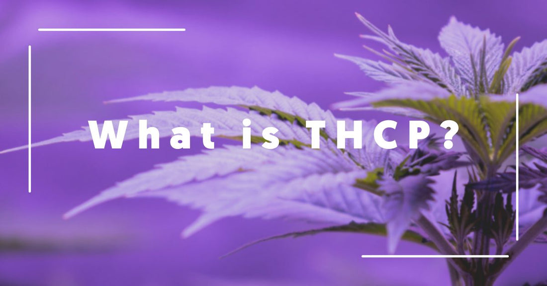 What is Tetrahydrocannabiphorol? (THCP)