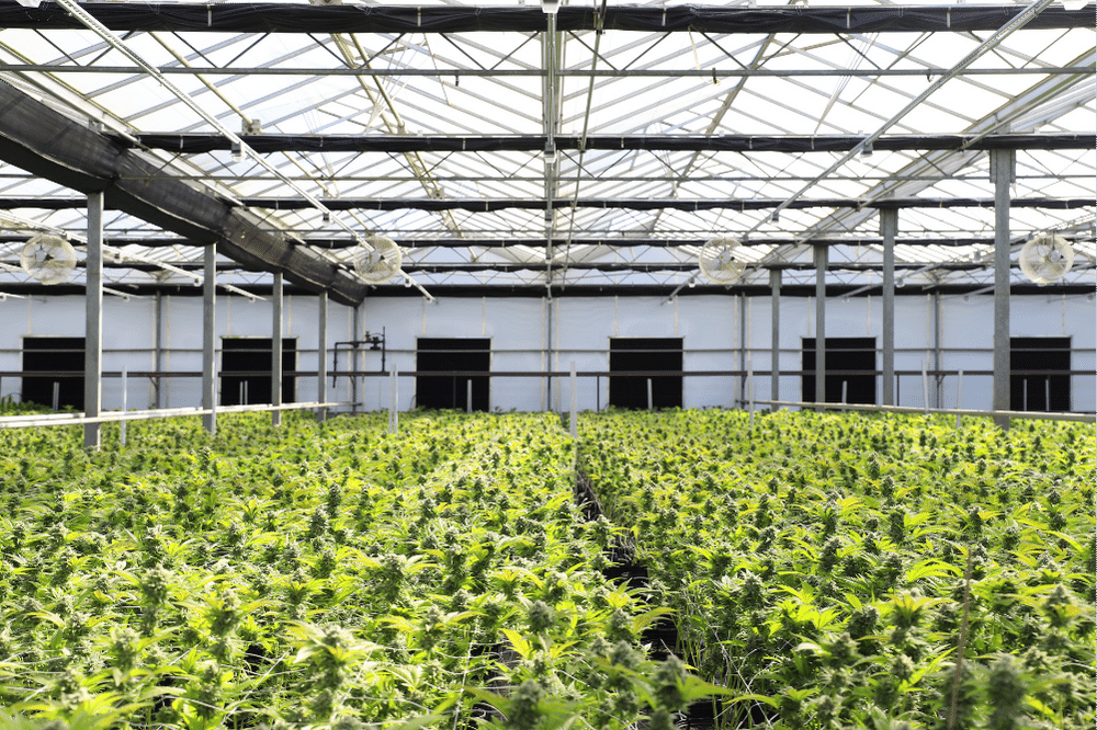 Hemp legislation and what it means for the CBD industry
