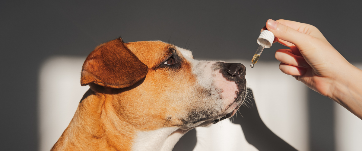 CBD Oil for Dogs UK