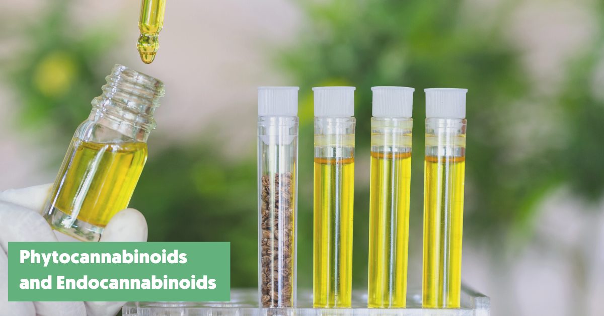 What’s the difference: Phytocannabinoids and Endocannabinoids
