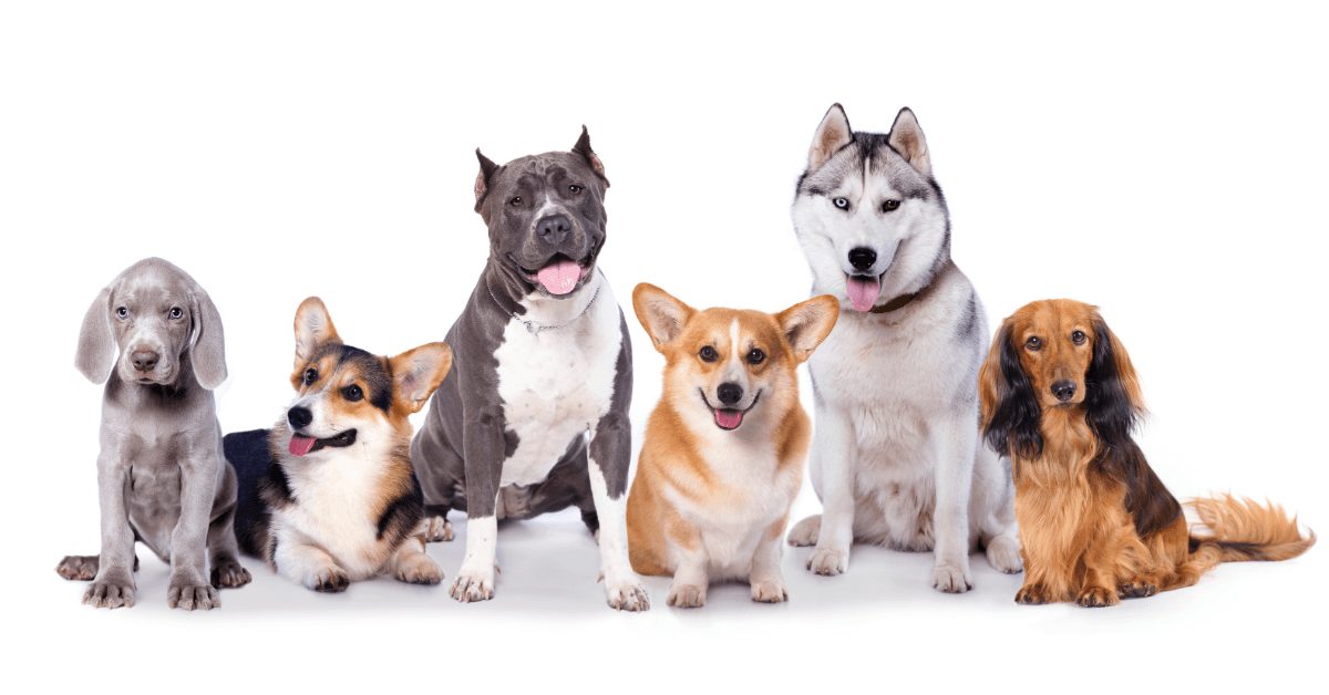 CBD and dogs: should you give your dog CBD?