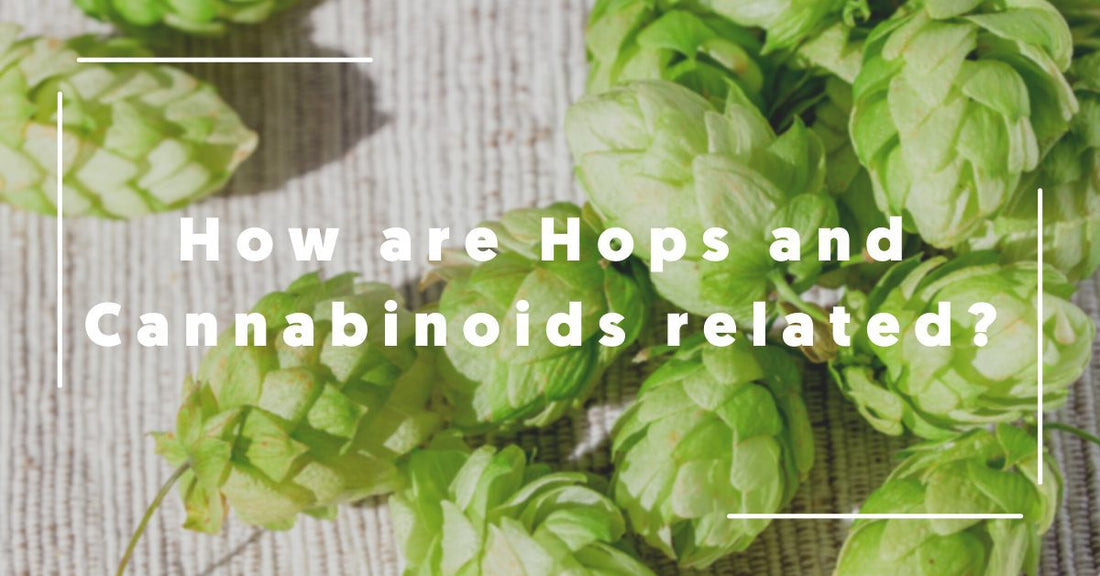 Is there a connection between Hops and Cannabinoids?