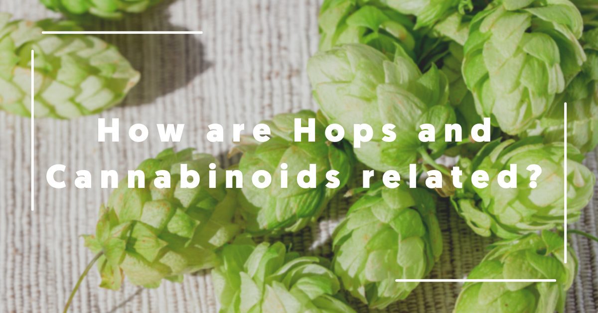 Is there a connection between Hops and Cannabinoids?